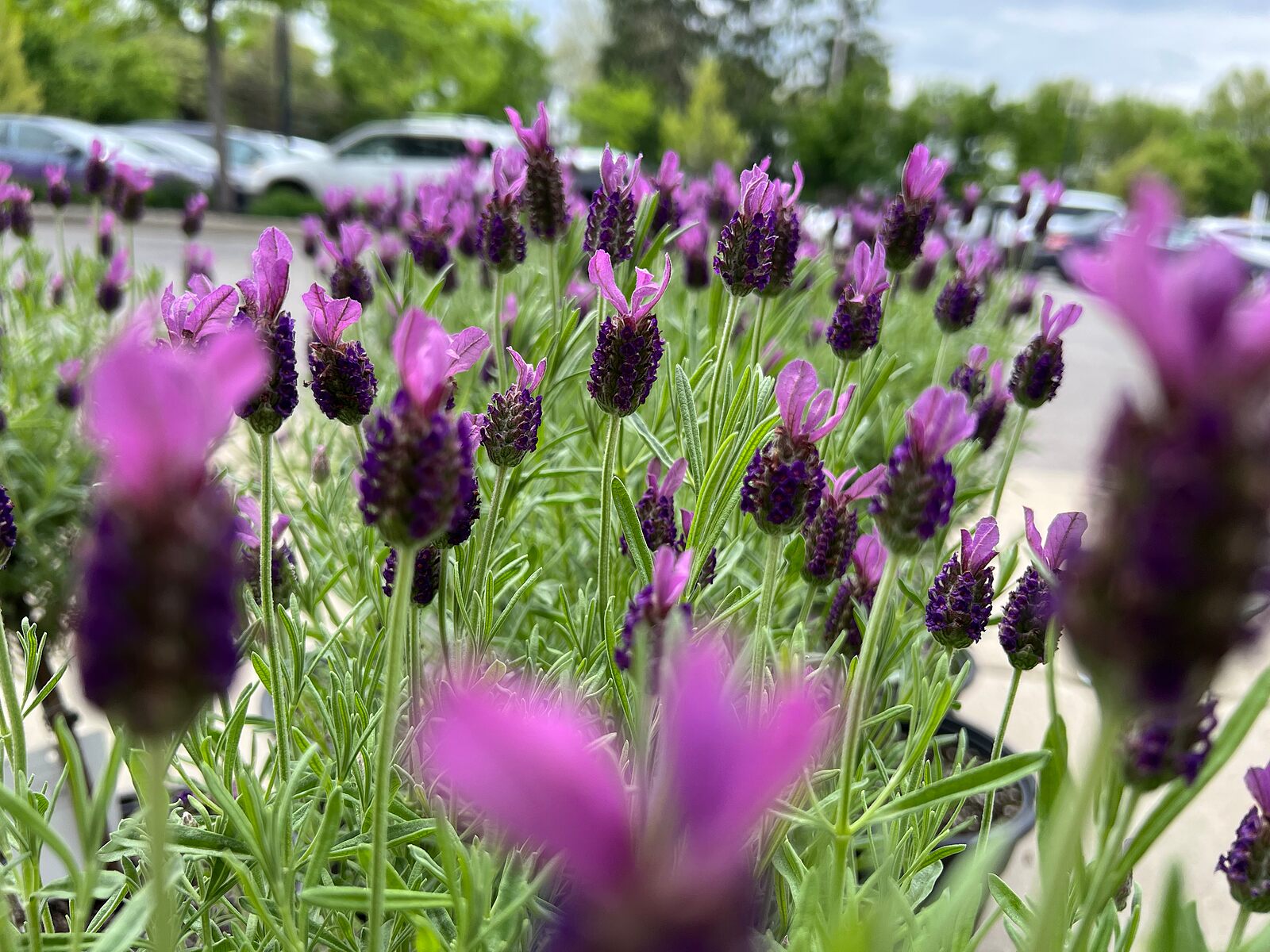 French Lavender